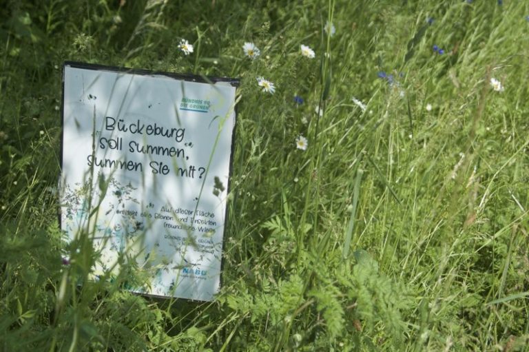 Anlegen einer Blühwiese in Bückeburg