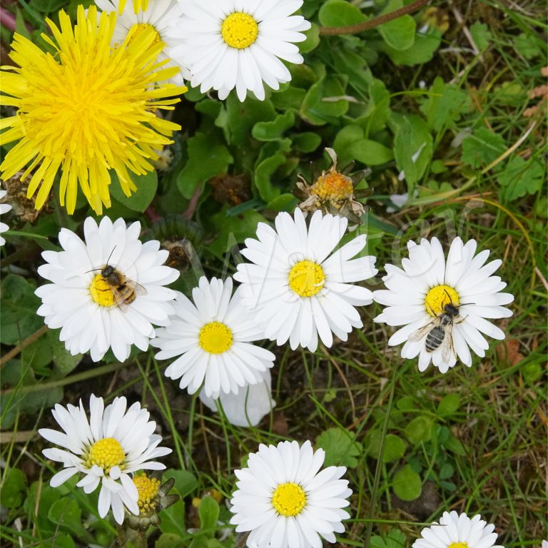 Peter Walter informiert über naturnahes Gärtnern und Wildbienenschutz