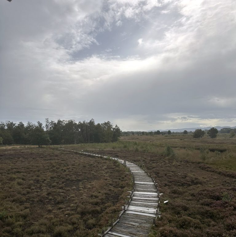 Grüne Ortsgruppe zu Besuch im Hiller Moor